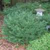 Duke Gardens Japanese Plum Yew